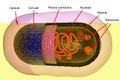 Structure of bacterial cell