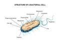 Structure of a bacterial cell