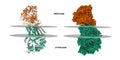 Structure of bacterial cellulose synthase with cyclic-di-GMP bound