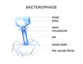 The structure of bacteriophage. virus Royalty Free Stock Photo
