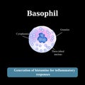 The structure of the basophil. Vector illustration Royalty Free Stock Photo