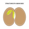 Structure of a Bean Seed. Diagram unlabelled. Royalty Free Stock Photo