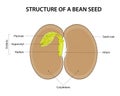 Structure of a Bean Seed. Diagram labelled. Royalty Free Stock Photo