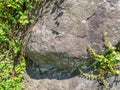 Structure of black stone. . Solid natural material. Hillside. Plants and mosses on the stone Royalty Free Stock Photo