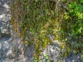 Structure of black stone. . Solid natural material. Hillside. Plants and mosses on the stone Royalty Free Stock Photo