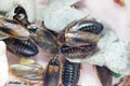 Structure of Blaptica dubia, Dubia roach, also known as the orange-spotted roach in the laboratory. Royalty Free Stock Photo