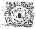 Structure of bone tissue or Osseous tissue, Cross-sectional radius of the bone, vintage engraving