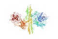 Structure of botulinum neurotoxin serotype A, 3D cartoon model