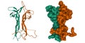 Structure of the brain-derived neurotrophic factor (green) - neurotrophin 4 (brown) heterodimer