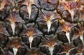 Structure of brown dried pineapple Royalty Free Stock Photo