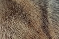 brown fur or animal hair as background texture Royalty Free Stock Photo