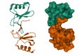 Structure of CC chemokine ligand 5 CCL5 dimer