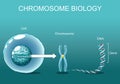 Structure of Cell. Chromatin. Chromosome biology