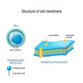 Structure of cell membrane Royalty Free Stock Photo