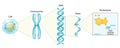 Structure of Cell. From Nucleobase like adenine to Gene, DNA and Chromosome