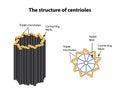 The structure of centrioles. Infographics. Vector illustration on isolated background Royalty Free Stock Photo