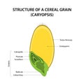 Structure of a Cereal Grain (caryopsis). Diagram labelled.