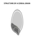 Structure of a Cereal Grain (caryopsis). Royalty Free Stock Photo