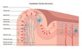 Structure of the cerebral cortex. Outer layer of neural tissue of the cerebrum