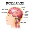 structure of the cerebrum, anatomical poster, the location of the brain in the head