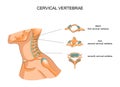 Structure of the cervical vertebrae Royalty Free Stock Photo
