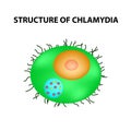 The structure of chlamydia. Urogenital vaginal infection. Infographics. Vector illustration on isolated background.