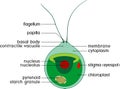 Structure of Chlamydomonas cell with titles