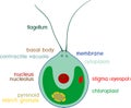 Structure of Chlamydomonas cell with titles
