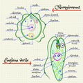 The structure of Chlamydomonas and Euglena