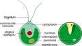 Structure of Chlorella single-celled green algae and Chlamydomonas with titles