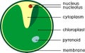 Structure of Chlorella single-celled green algae with titles