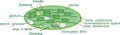 Structure of chloroplast with titles