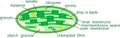 Structure of chloroplast with titles Royalty Free Stock Photo