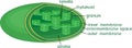 Structure of chloroplast with titles Royalty Free Stock Photo