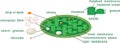 Structure of chloroplast with titles