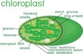 Structure of chloroplast with titles