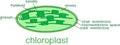 Structure of chloroplast with titles