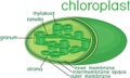 Structure of chloroplast with titles Royalty Free Stock Photo