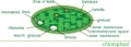 Structure of chloroplast with titles