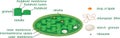 Structure of chloroplast with titles