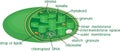 Structure of chloroplast with titles Royalty Free Stock Photo