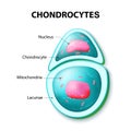 Structure of the chondrocytes Royalty Free Stock Photo