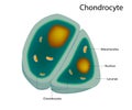 Structure of the Chondrocytes. cells in healthy cartilage. Royalty Free Stock Photo