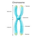 Structure of Chromosome. Chromatid, Centromere, Short and Long arms. metaphase Royalty Free Stock Photo