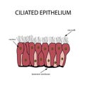 The structure of the ciliated epithelium. Infographics. Vector illustration on background