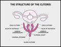 The structure of the clitoris, a medical poster female anatomy vagina Royalty Free Stock Photo