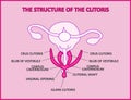 The structure of the clitoris, a medical poster female anatomy vagina Royalty Free Stock Photo