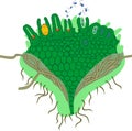 Structure of Clubmoss or Lycopodium Running clubmoss or Lycopodium clavatum gametophyte