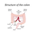 The structure of the colon. Vienna intestine. Infographics. Vector illustration on isolated background