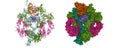 Structure of the complement complex Royalty Free Stock Photo